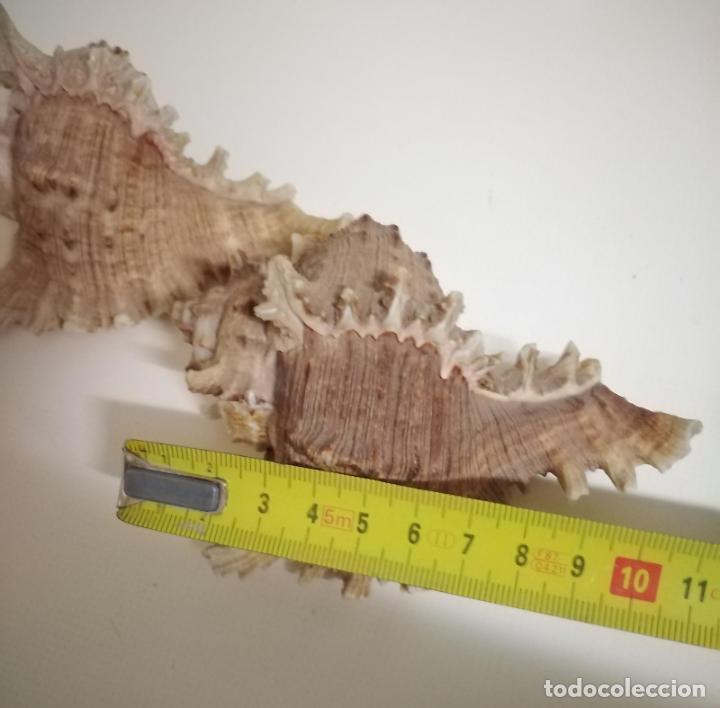 Coleccionismo de moluscos: Caracolas de mar. Pareja - Foto 6