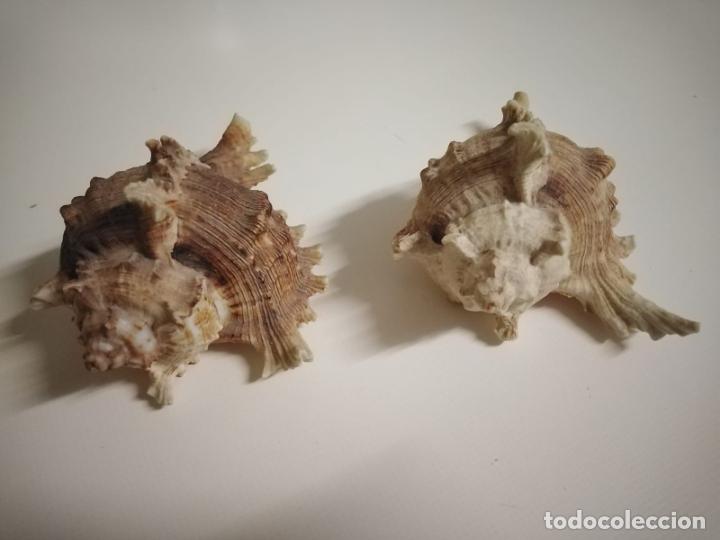 Coleccionismo de moluscos: Caracolas de mar. Pareja - Foto 1