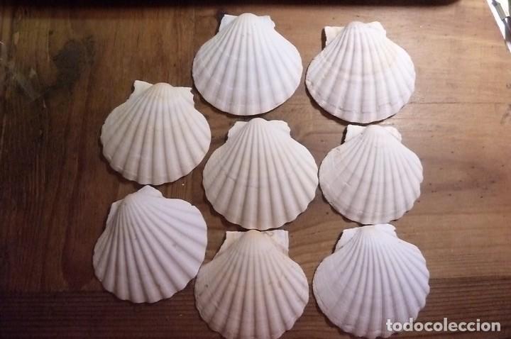 Coleccionismo de moluscos: Lote 8 conchas marinas - Foto 2