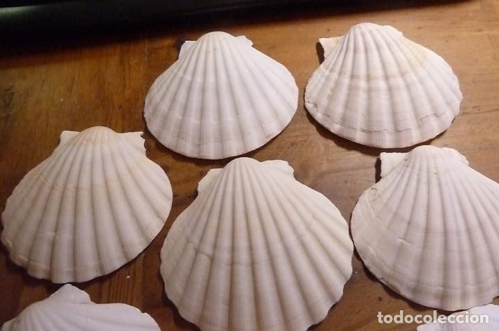 Coleccionismo de moluscos: Lote 8 conchas marinas - Foto 3