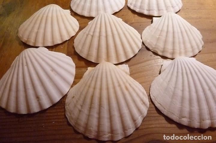 Coleccionismo de moluscos: Lote 8 conchas marinas - Foto 4