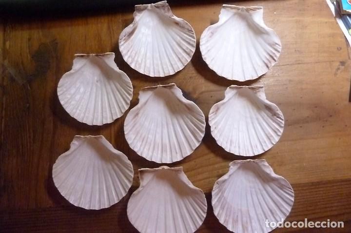 Coleccionismo de moluscos: Lote 8 conchas marinas - Foto 1