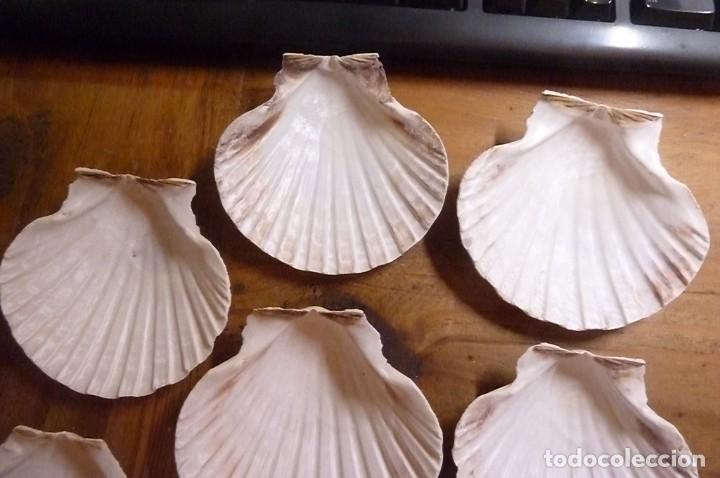 Coleccionismo de moluscos: Lote 8 conchas marinas - Foto 5