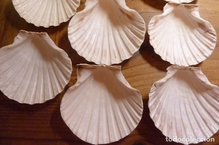 Coleccionismo de moluscos: Lote 8 conchas marinas - Foto 6