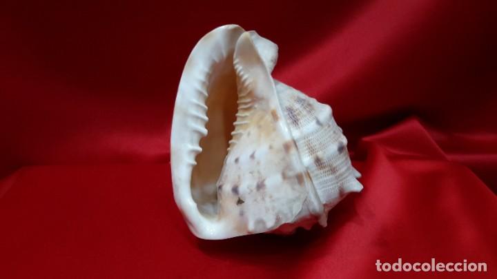 Coleccionismo de moluscos: CONCHA NAUTILIUS - Foto 1