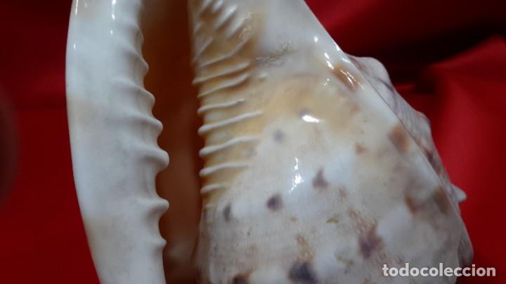 Coleccionismo de moluscos: CONCHA NAUTILIUS - Foto 2
