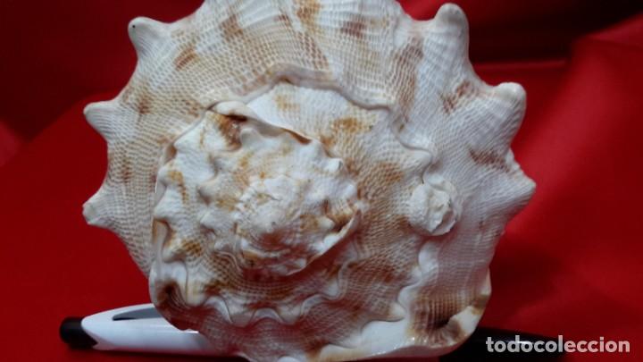 Coleccionismo de moluscos: CONCHA NAUTILIUS - Foto 3