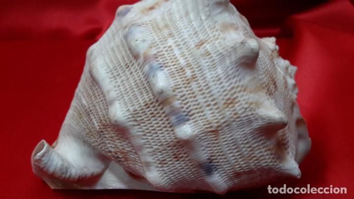 Coleccionismo de moluscos: CONCHA NAUTILIUS - Foto 4