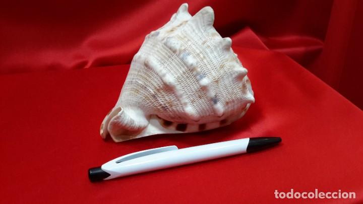Coleccionismo de moluscos: CONCHA NAUTILIUS - Foto 5