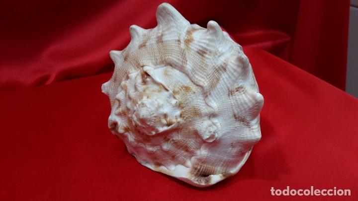 Coleccionismo de moluscos: CONCHA NAUTILIUS - Foto 6