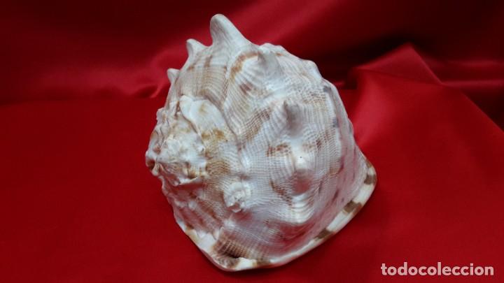 Coleccionismo de moluscos: CONCHA NAUTILIUS - Foto 7