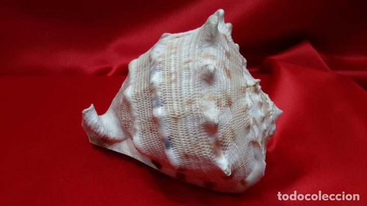 Coleccionismo de moluscos: CONCHA NAUTILIUS - Foto 8