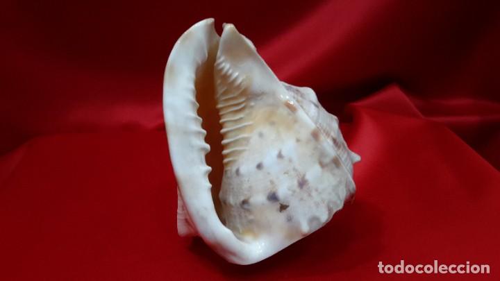 Coleccionismo de moluscos: CONCHA NAUTILIUS - Foto 9