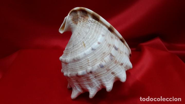 Coleccionismo de moluscos: CONCHA NAUTILIUS - Foto 10