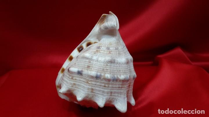 Coleccionismo de moluscos: CONCHA NAUTILIUS - Foto 11