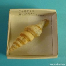 Coleccionismo de moluscos: TURRIS SIMILIS MEDIT. CARACOL SNAIL SHELL. FORMATO CAJA 4 X 4 CM
