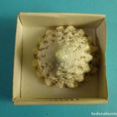Coleccionismo de moluscos: TECTUS PYRAMIS PACIF. CARACOL SNAIL SHELL. FORMATO CAJA 4 X 4 CM