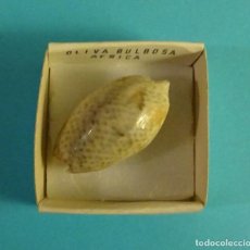 Coleccionismo de moluscos: OLIVA BULBOSA ÁFRICA. CARACOL SNAIL SHELL. FORMATO CAJA 4 X 4 CM