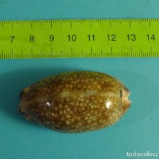 Coleccionismo de moluscos: MAURITIA SCURRA. CARACOL SNAIL SHELL