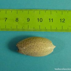 Coleccionismo de moluscos: OLIVA BULBOSA. CARACOL SNAIL SHELL