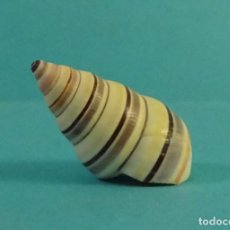 Coleccionismo de moluscos: A IDENTIFICAR ¿ PIRAMIDELA ?. CARACOL SNAIL SHELL