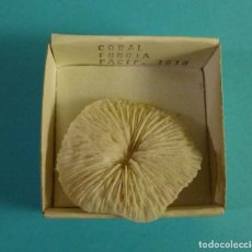Coleccionismo de moluscos: CORAL FUNGIA. PACIF. CORAL BLANCO. FORMATO CAJA 4 X 4 CM