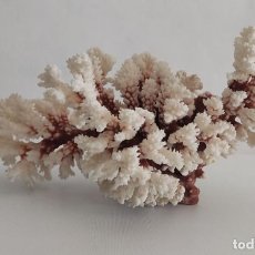 Coleccionismo de moluscos: PRECIOSO CORAL BLANCO NATURAL GRAN TAMAÑO DECORACIÓN VINTAGE. Lote 317372678
