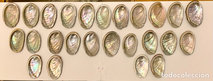 Coleccionismo de moluscos: 25 Haliotis tuberculata (6/7 cm) - Foto 1