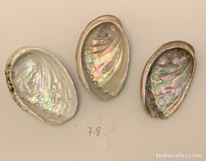 Coleccionismo de moluscos: Haliotis de 7 a 8 cm - Foto 3