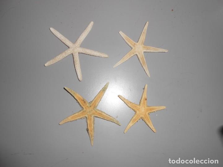 Coleccionismo de moluscos: ESTRELLAS DE MAR - Foto 1