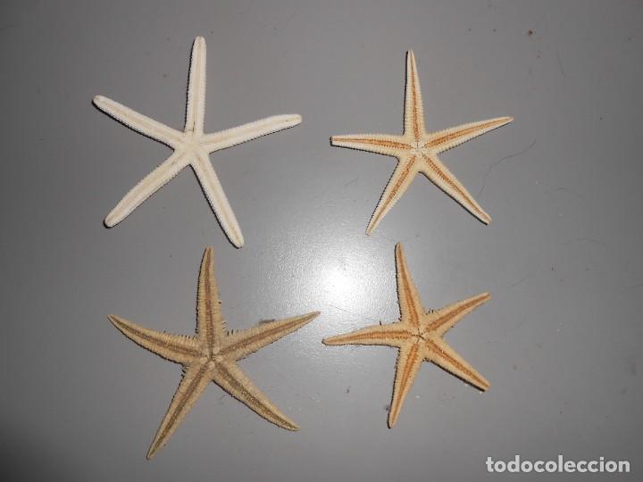 Coleccionismo de moluscos: ESTRELLAS DE MAR - Foto 2
