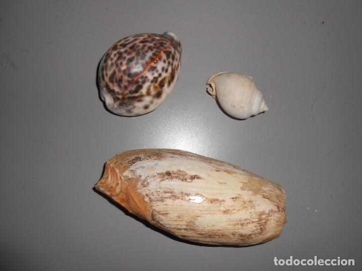 Coleccionismo de moluscos: CARACOLAS - Foto 1