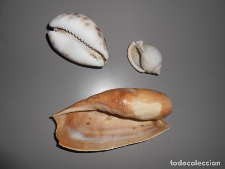Coleccionismo de moluscos: CARACOLAS - Foto 2