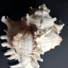 Coleccionismo de moluscos: GRAN CARACOLA MARINA AUTENTICA