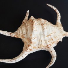 Coleccionismo de moluscos: AUTENTICA CARACOLA MARINA ANTIGUA. Lote 323012138
