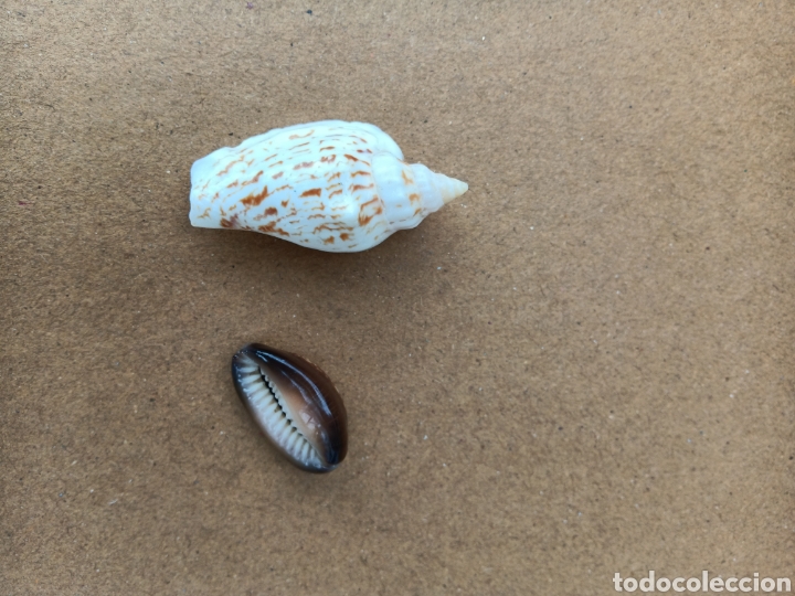 Coleccionismo de moluscos: CONCHAS DE MAR - Foto 1