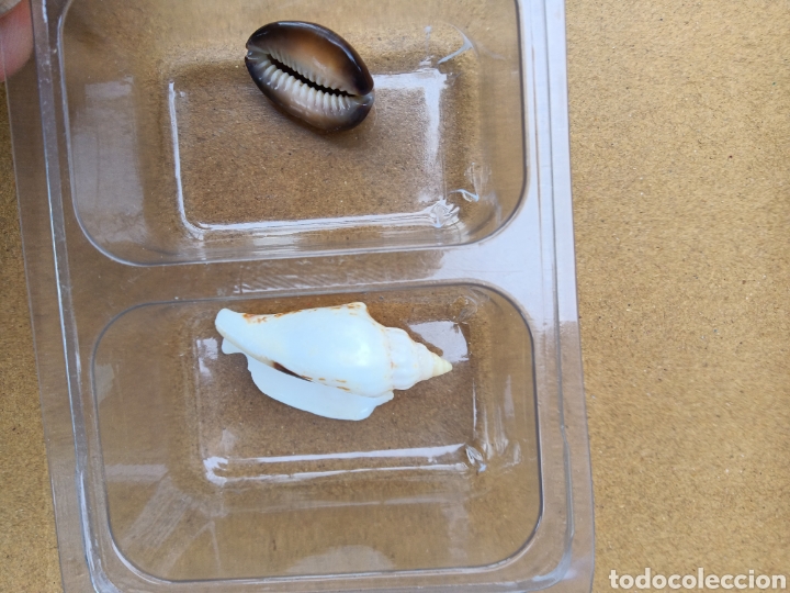 Coleccionismo de moluscos: CONCHAS DE MAR - Foto 5