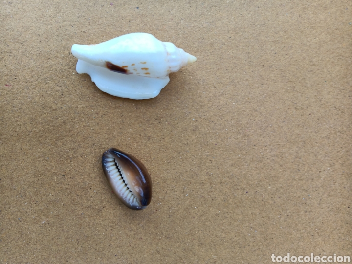 Coleccionismo de moluscos: CONCHAS DE MAR - Foto 6