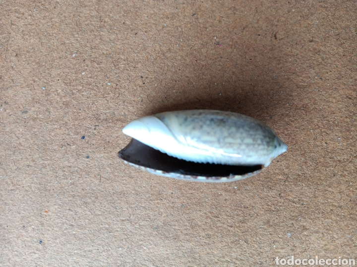 Coleccionismo de moluscos: CONCHAS DE MAR - Foto 2