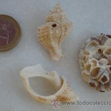Coleccionismo de moluscos: LOTE DE 3 CARACOLA MARINAS PEQUEÑAS. CONCHAS. NATURAL. ANTIGUA. ENTRE 2 Y 3,5 CM.. Lote 333704863