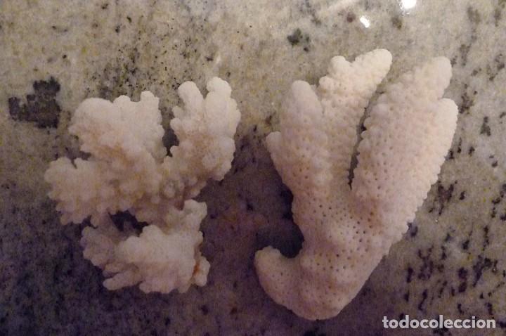 Coleccionismo de moluscos: Trocitos de coral blanco - Foto 5