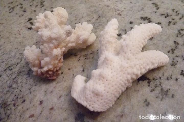 Coleccionismo de moluscos: Trocitos de coral blanco - Foto 2