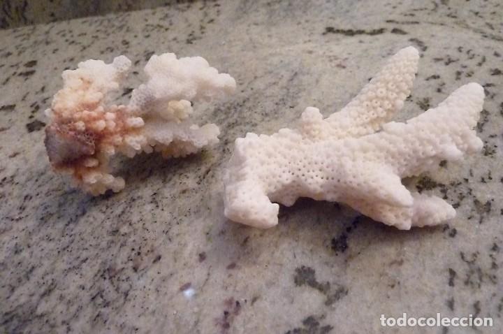 Coleccionismo de moluscos: Trocitos de coral blanco - Foto 3