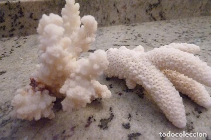Coleccionismo de moluscos: Trocitos de coral blanco - Foto 1