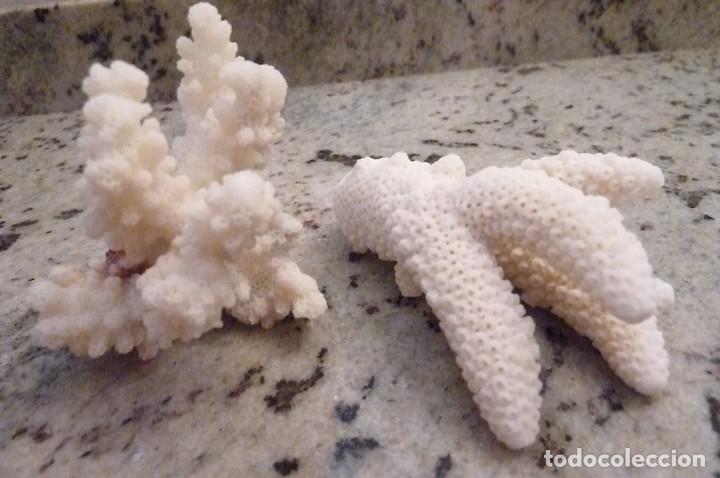 Coleccionismo de moluscos: Trocitos de coral blanco - Foto 4