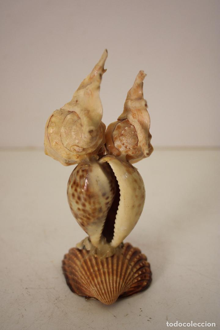 Coleccionismo de moluscos: buho de caracoles de mar conchas - Foto 3