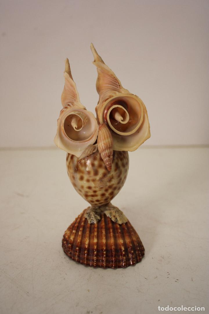 Coleccionismo de moluscos: buho de caracoles de mar conchas - Foto 1