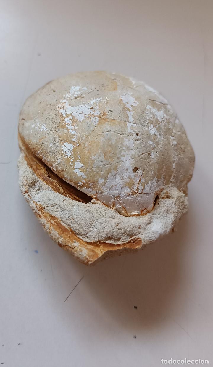 Coleccionismo de moluscos: BIBALVO FOSIL - Foto 3