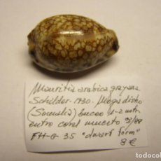 Collezionismo di molluschi: CARACOL SNAIL CYPRAEA MAURITIA ARABICA GRAYANA.. Lote 338728313