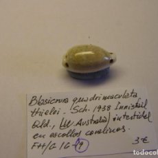 Collezionismo di molluschi: CARACOL SNAIL CIPRAEA BLASICURA QUADRIMACULATA. AUSTRALIA.. Lote 338925128